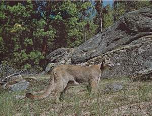 Rocky Mountain Cougar